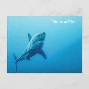 The Great White Postcard