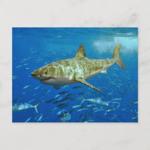 The Great White Shark Carcharodon Carcharias Postcard