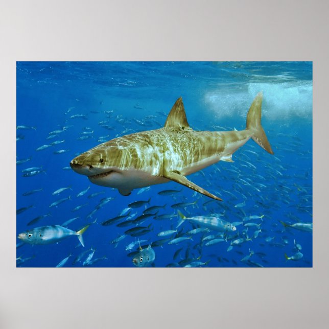 The Great White Shark Carcharodon Carcharias Poster (Front)