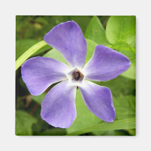 The Greater Periwinkle Magnet