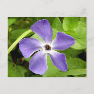 The Greater Periwinkle Postcard