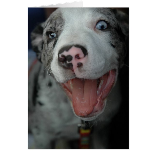 The greatest pleasure (Front)