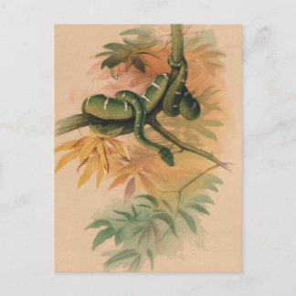 The Green Boa by Joseph Wolf Postcard