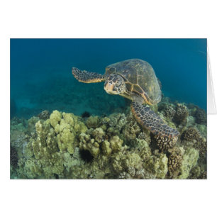 The Green Sea Turtle, (Chelonia mydas), is the 2