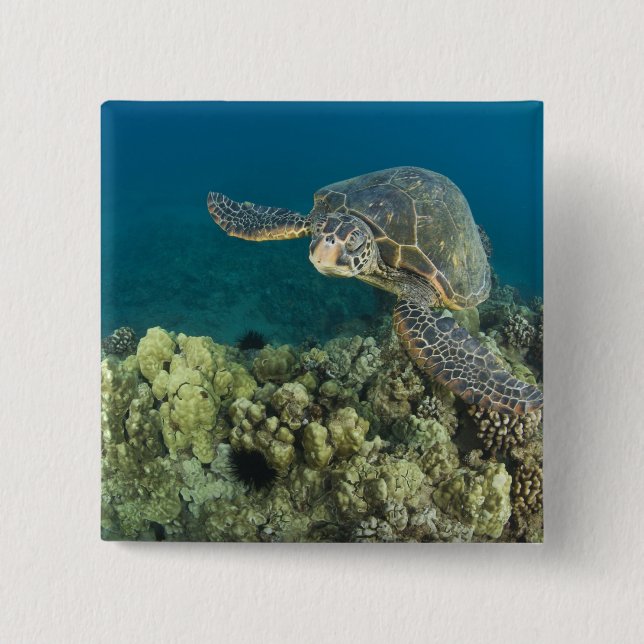 The Green Sea Turtle, (Chelonia mydas), is the 2 15 Cm Square Badge (Front)