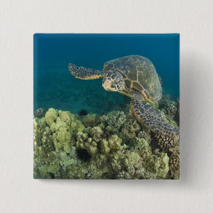 The Green Sea Turtle, (Chelonia mydas), is the 2 15 Cm Square Badge
