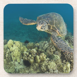 The Green Sea Turtle, (Chelonia mydas), is the 2 Coaster