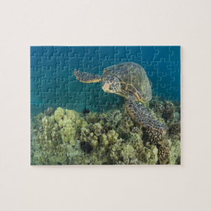 The Green Sea Turtle, (Chelonia mydas), is the 2 Jigsaw Puzzle