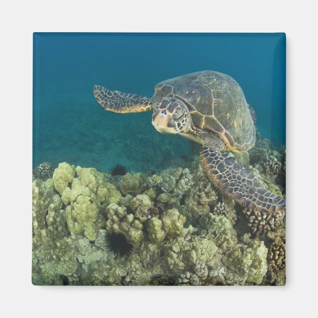 The Green Sea Turtle, (Chelonia mydas), is the 2 Magnet (Front)