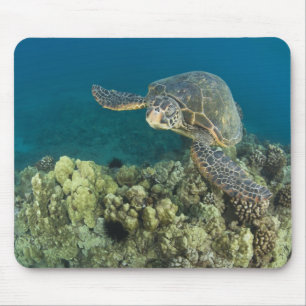 The Green Sea Turtle, (Chelonia mydas), is the 2 Mouse Mat