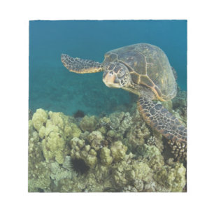 The Green Sea Turtle, (Chelonia mydas), is the 2 Notepad