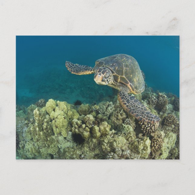 The Green Sea Turtle, (Chelonia mydas), is the 2 Postcard (Front)