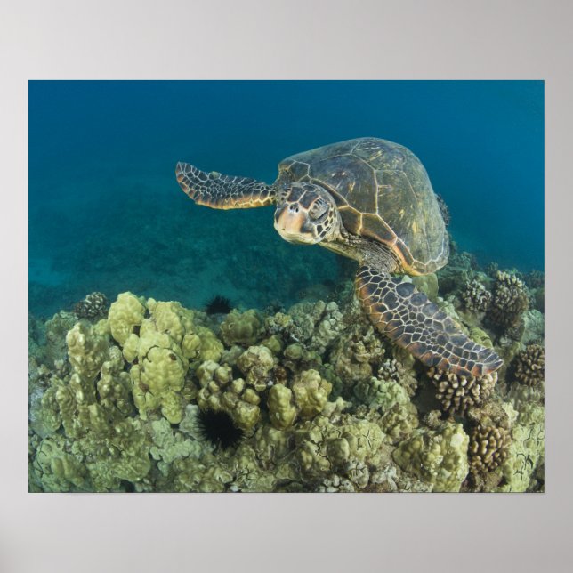 The Green Sea Turtle, (Chelonia mydas), is the 2 Poster (Front)