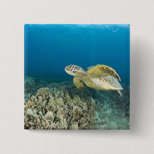 The Green Sea Turtle, (Chelonia mydas), is the 3 15 Cm Square Badge