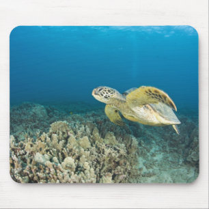 The Green Sea Turtle, (Chelonia mydas), is the 3 Mouse Mat