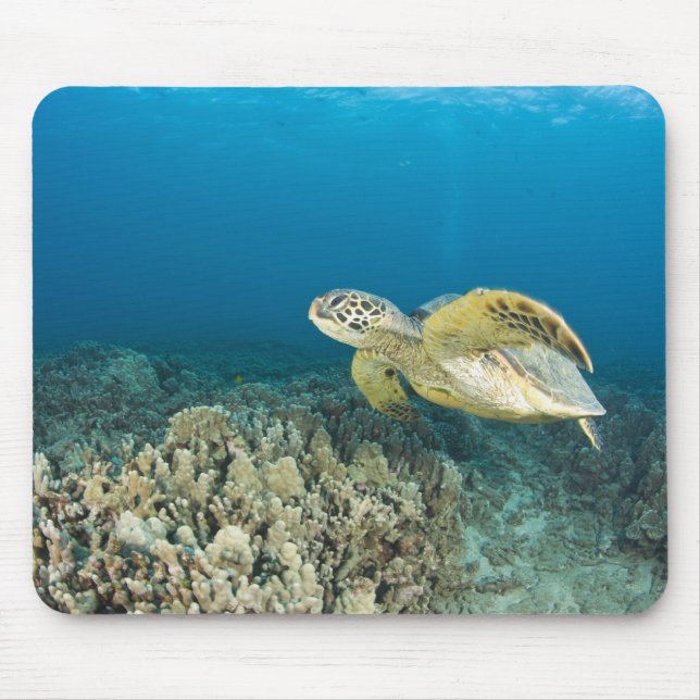 The Green Sea Turtle, (Chelonia mydas), is the 3 Mouse Mat (Front)