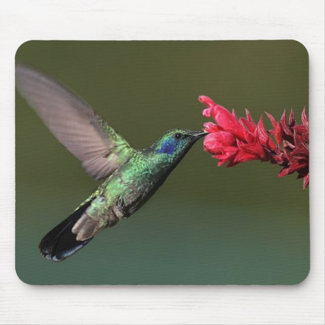 The Green Violetear Mouse Mat (Front)