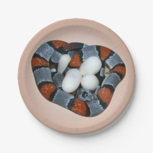 The grey-banded kingsnake paper plate