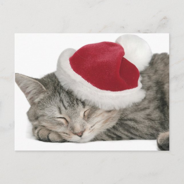 The Grey Cat Sleeps In A New Year's Cap Holiday Postcard (Front)