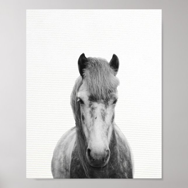 The grey horse, black and white horse photography poster (Front)