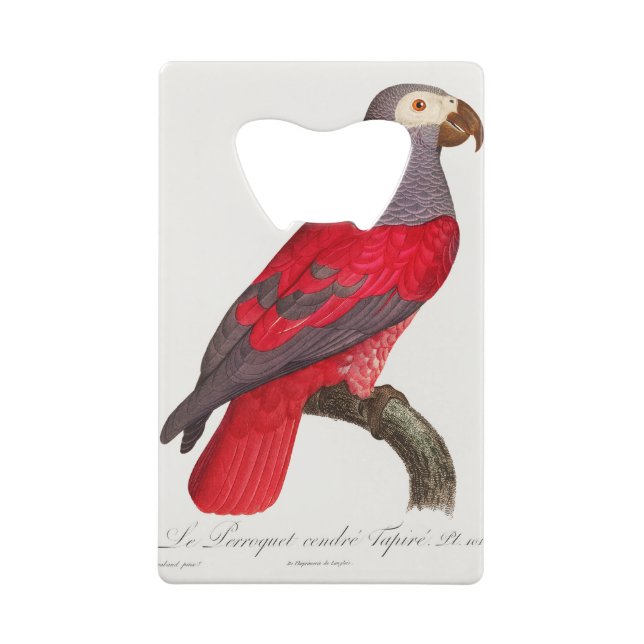 The Grey Red Parrot, Psittacus erithacus (Back)