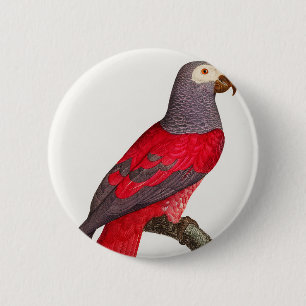The Grey Red Parrot, Psittacus erithacus 6 Cm Round Badge