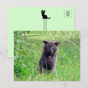 The Grey Stray - Cat Postcard