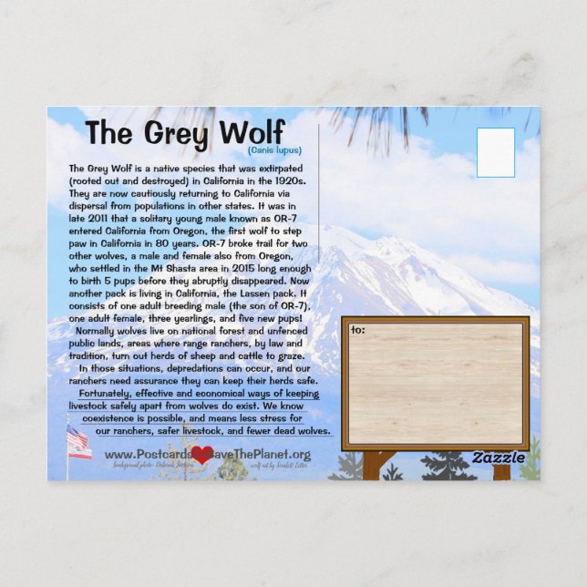 The Grey Wolf is endangered FEBhh w/o ontop Postcard (Back)