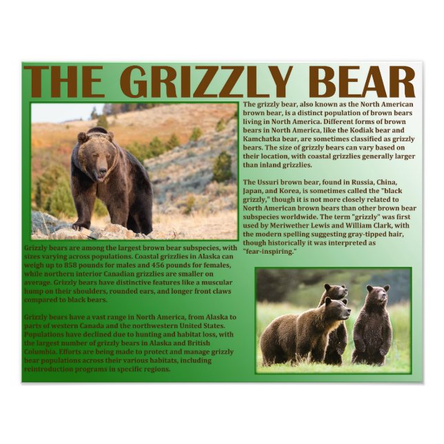 The Grizzly Bear Photo Print (Front)