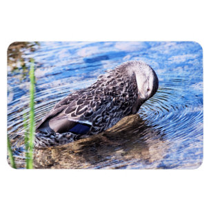 The Grooming Effect Magnet