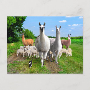"The Guard Llamas"  Postcard