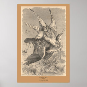 The Gyrfalcon Poster