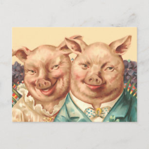 The Handsome Pig Couple Postcard