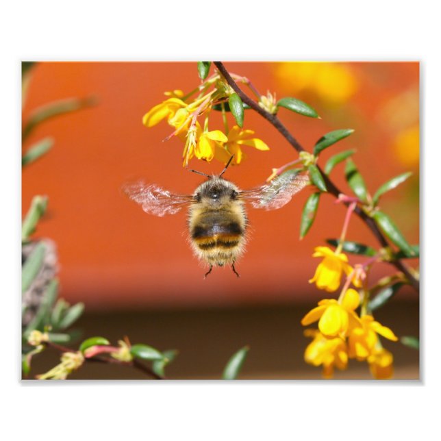 The Happy Bumble Bee Photo Print (Front)