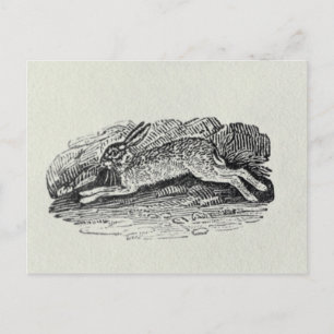 The Hare Postcard
