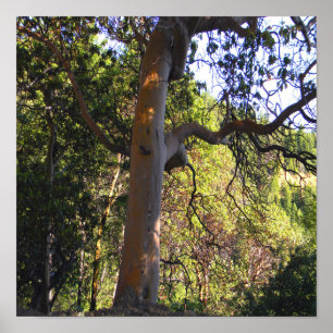 The Haunted tree..... Poster