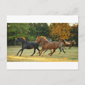 The Herd Postcard