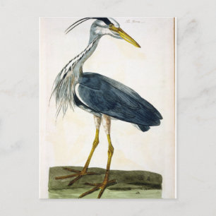 The Heron (Ardea cinerea) plate from 'The British Postcard