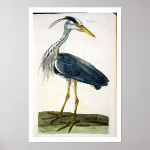 The Heron (Ardea cinerea) plate from 'The British Poster