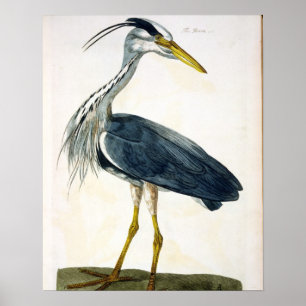 The Heron (Ardea cinerea) plate from 'The British Poster