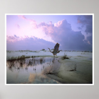 The Heron Takes Flight, Santa Rosa Island Poster