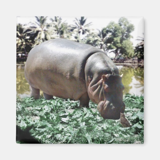 The Hippo And The Bird Magnet (Front)