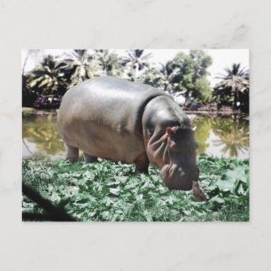 The Hippo And The Bird Postcard
