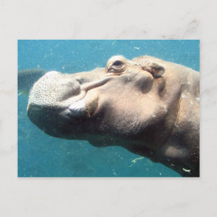The Hippo post card