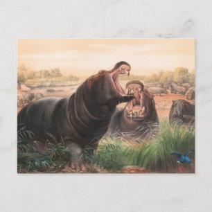 The Hippopotamus by Joseph Wolf Postcard