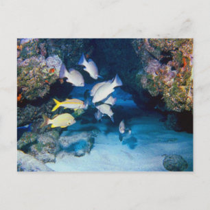 THE HOLE IN THE WALL POSTCARD