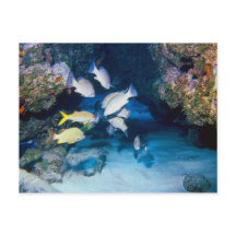 THE HOLE IN THE WALL POSTCARD