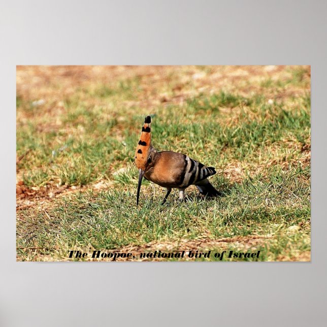 The Hoopoe, national bird of Israel, photo poster (Front)
