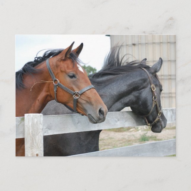 The Horse Lovers Postcard (Front)