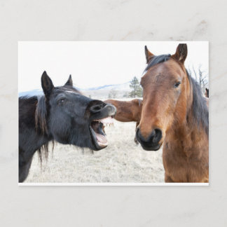 The Horse Pesterer Postcard